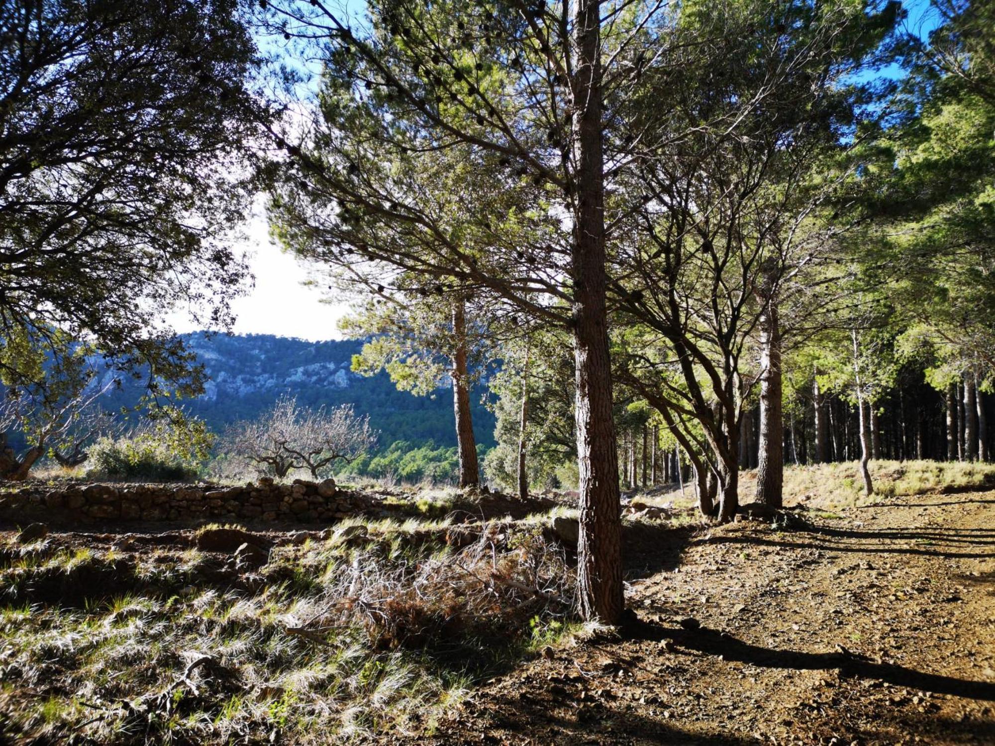 L'Antic Forn De Pauels Villa Exteriör bild